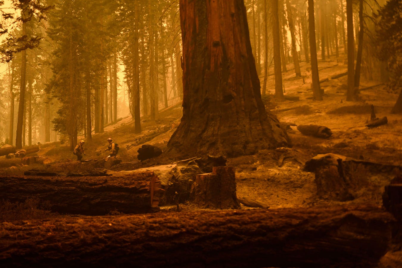 A Biologist Highlights The Tragedy Of Converse Basin Grove, Where One Company Chopped Down Over 8,000 Giant Sequoia Trees