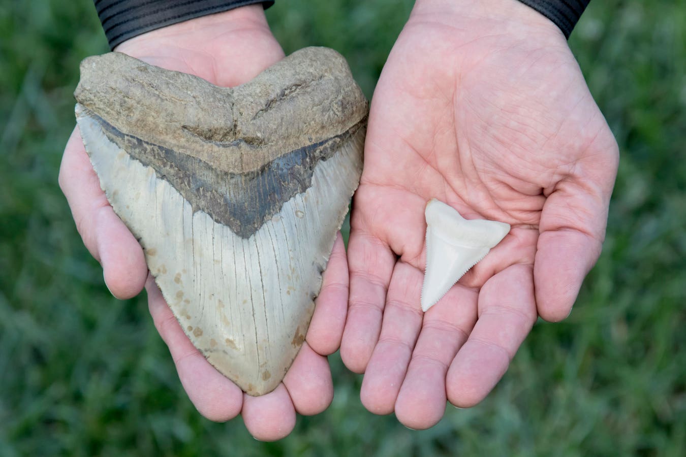 Largest Shark To Ever Swim In Earth’s Oceans Was Not A Picky Eater