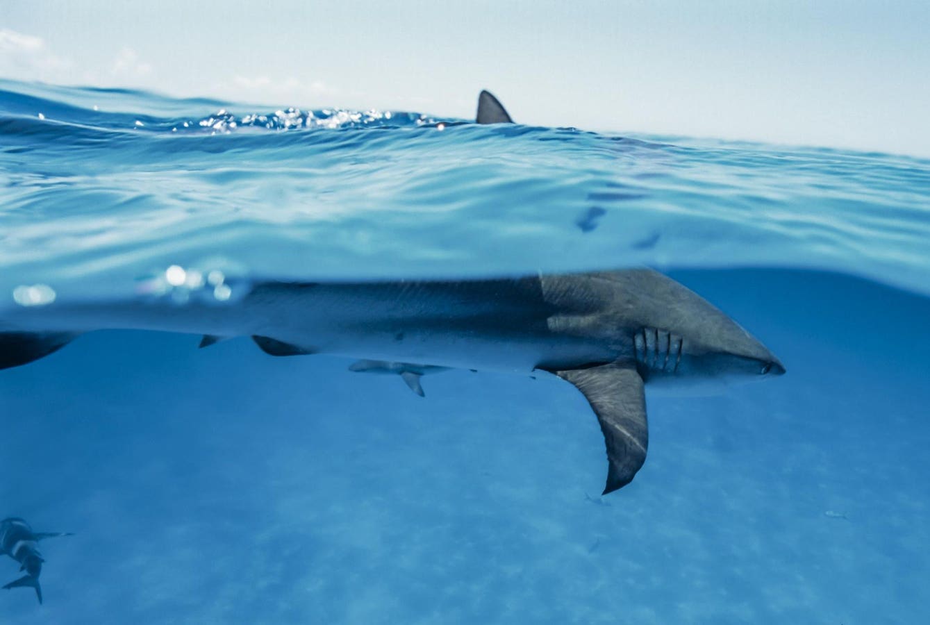 Why Some Islands Have More Sharks Than Others