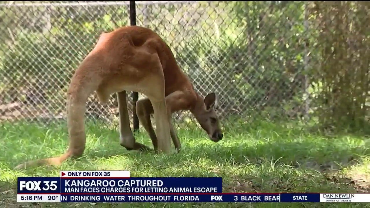 Runaway kangaroo captured after leaping down busy Florida road, owner charged