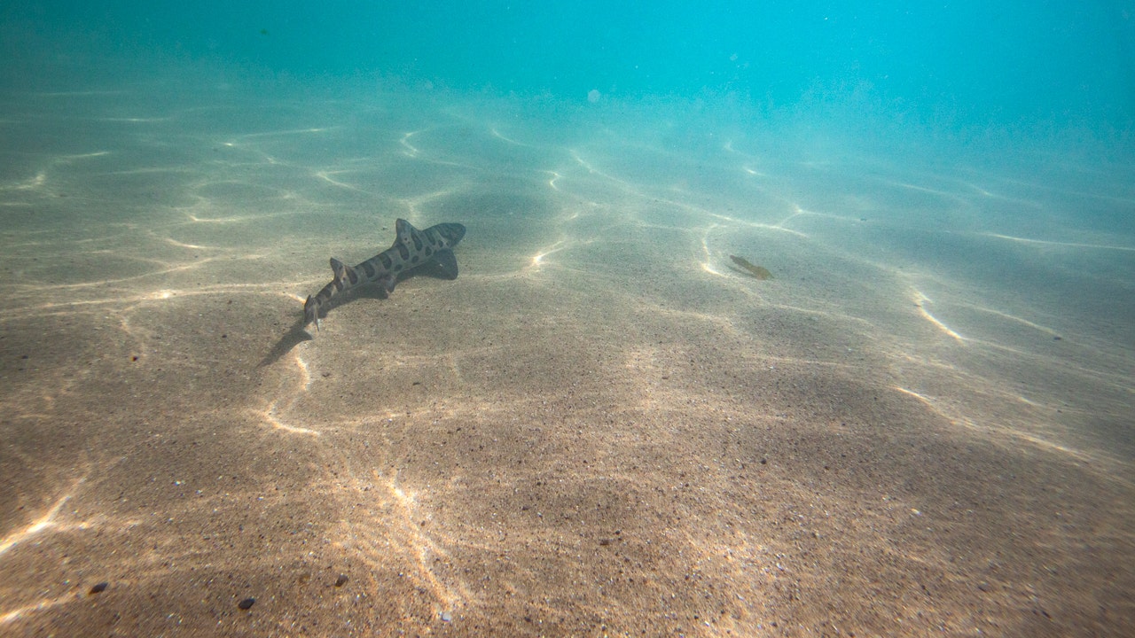 Study reveals potential effect of ocean darkening on marine ecosystem