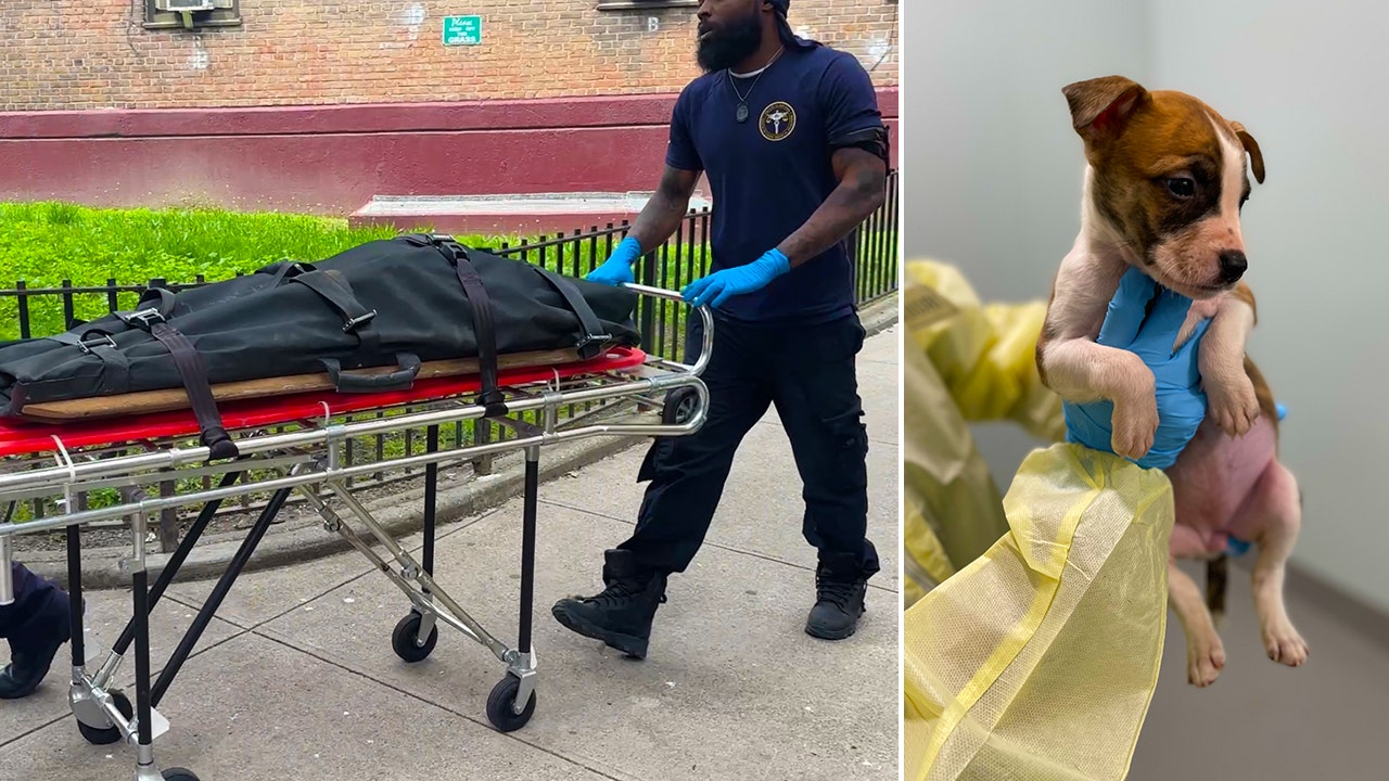 New York City baby’s death not caused by dog bites in shocking twist