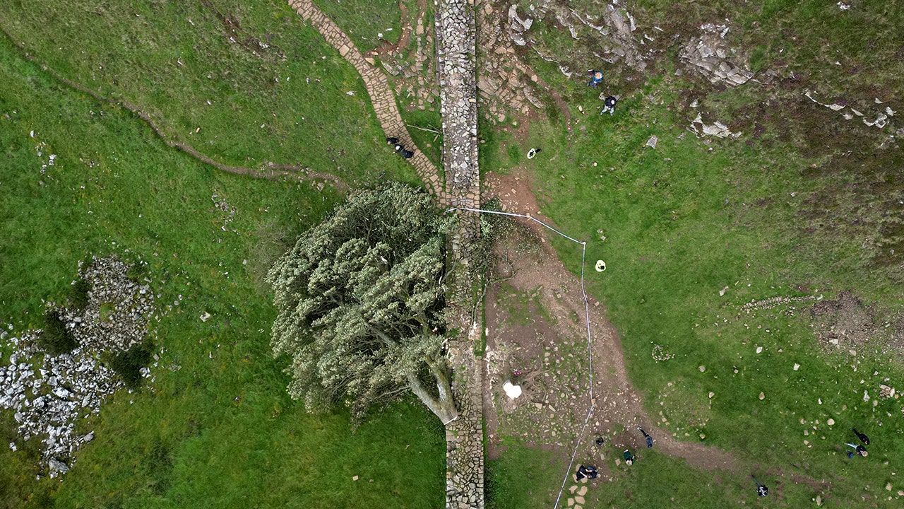 Men guilty of felling much-loved British ‘Sycamore Gap’ tree