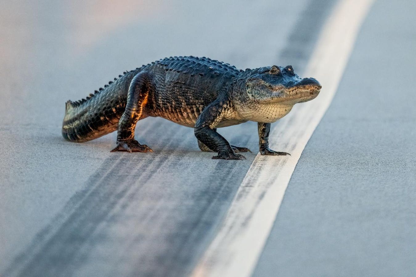 11 Southeast States Offer Tips For People Living Among Alligators