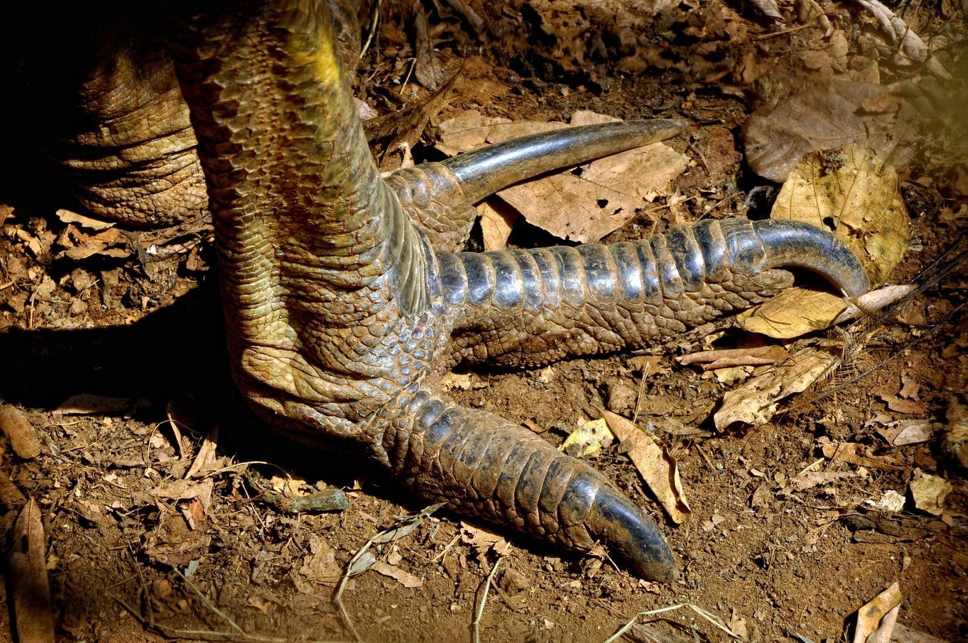 It’s Flightless, It’s Not The Ostrich, And It’s Been Known To Kill People
