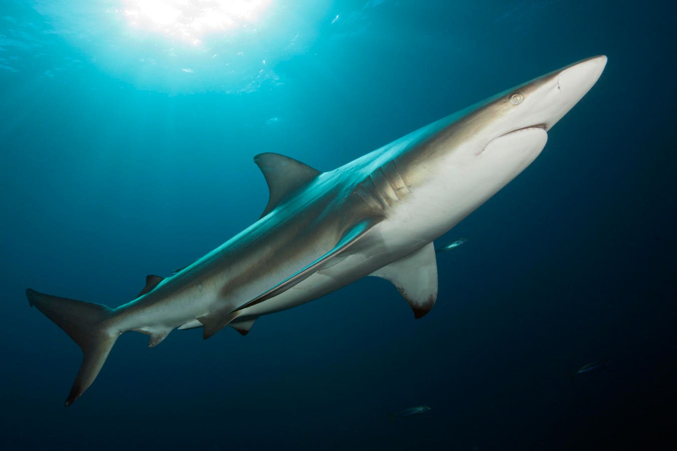 Shark Skeletons Aren’t Bones. They’re Blueprints.