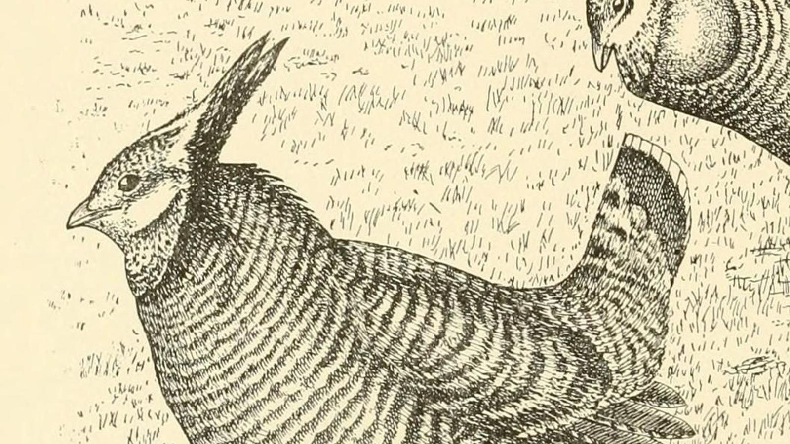 Meet The ‘Horned’ American Bird Last Seen On Martha’s Vineyard 92 Years Ago — Now Lost To The World Forever