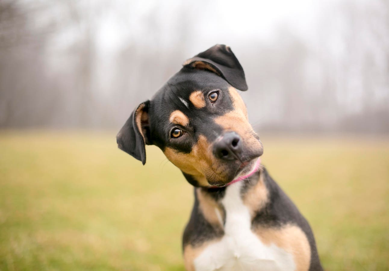 Study Finds People Aren’t Good At Reading Dog Body Language
