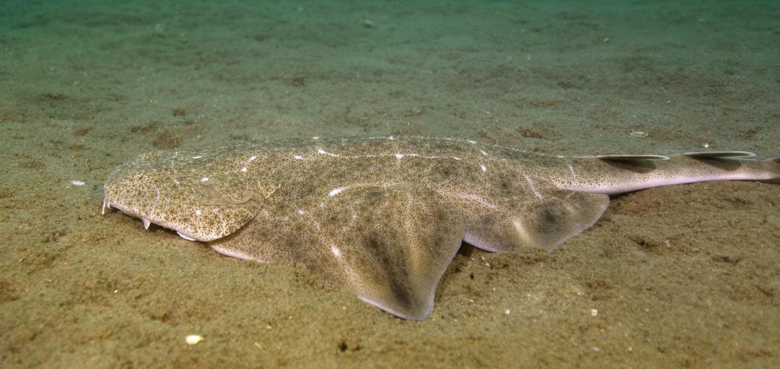 These Sharks Aren’t Gone, Just Harder To Find