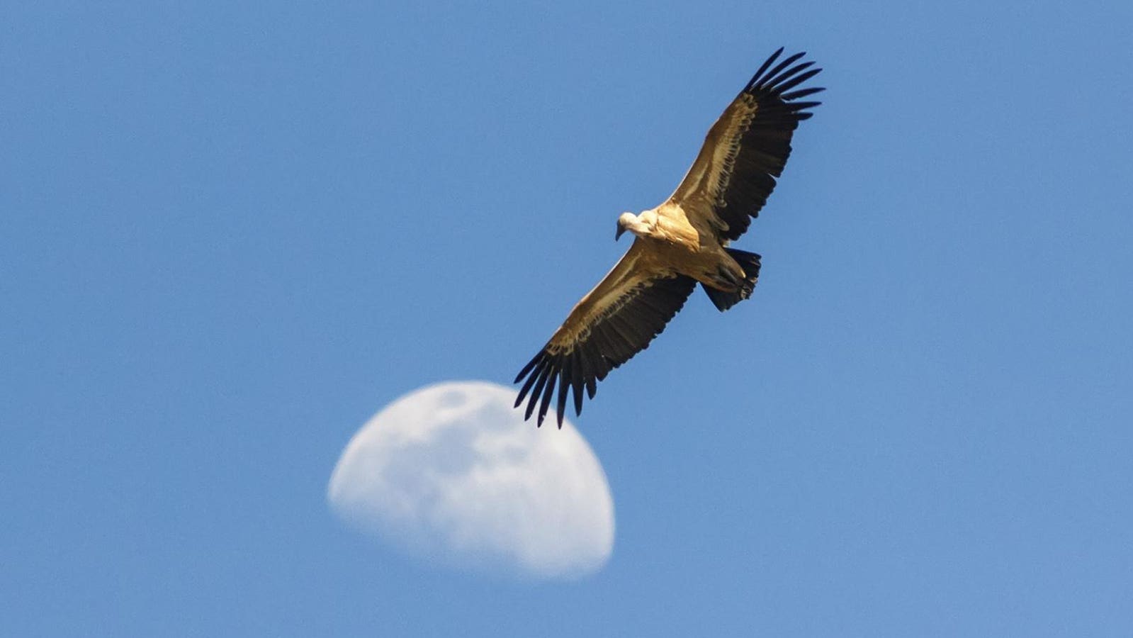 It Flies Higher Than Commercial Airplanes