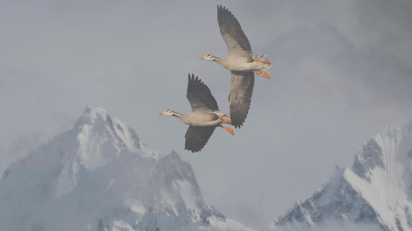 It’s Been Seen Flying Above The 5th Highest Mountain On Earth