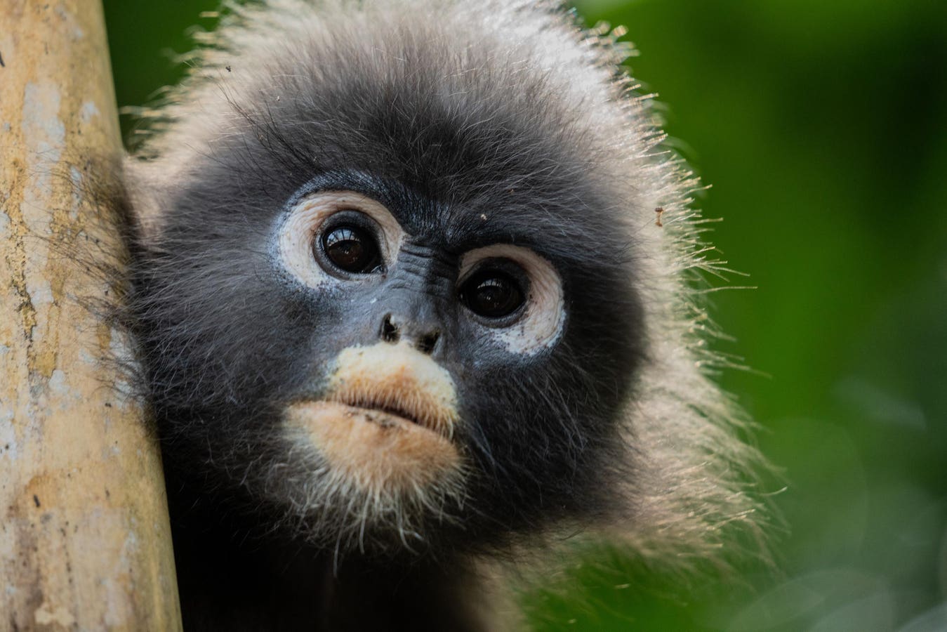 Nat Geo’s ‘Underdogs’ Turns Weird Wildlife Into Must-See TV