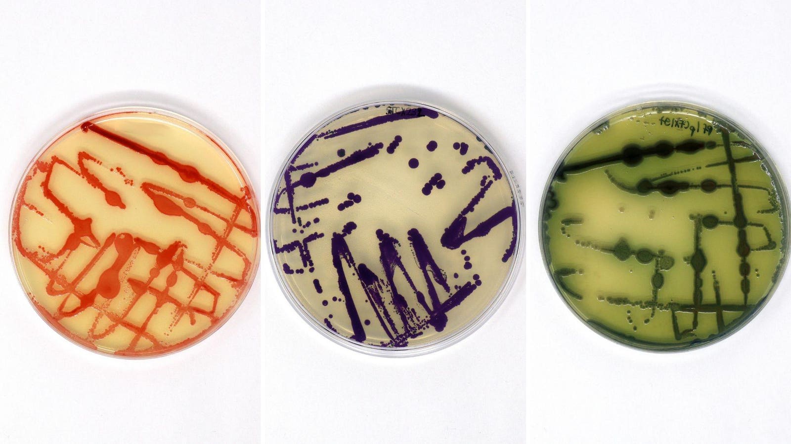 Why microbes could clean up fashion’s toxic mess