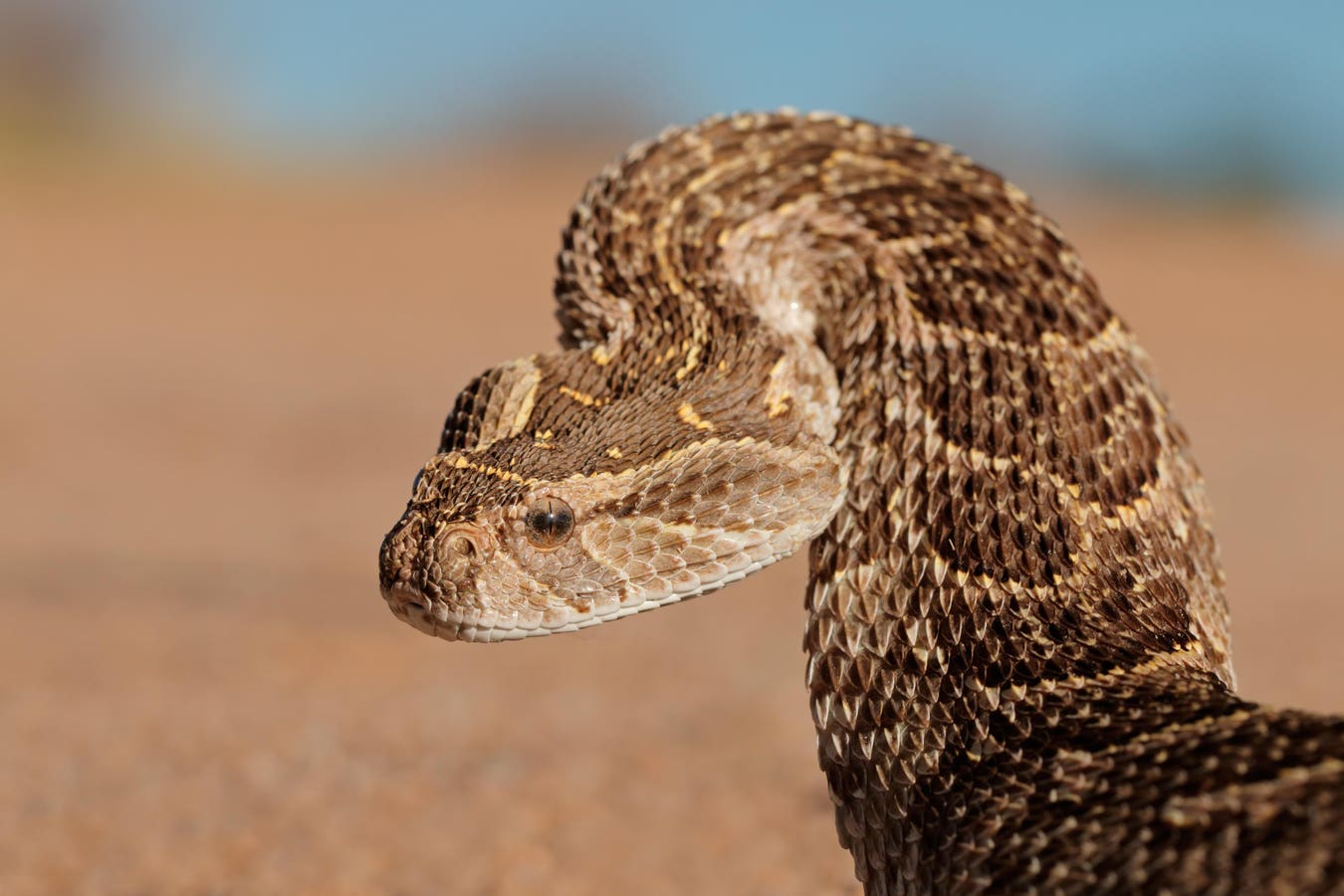 A Biologist Spotlights 3 ‘Extreme’ Snakes — By Strike Speed, Ground Speed And Air Speed