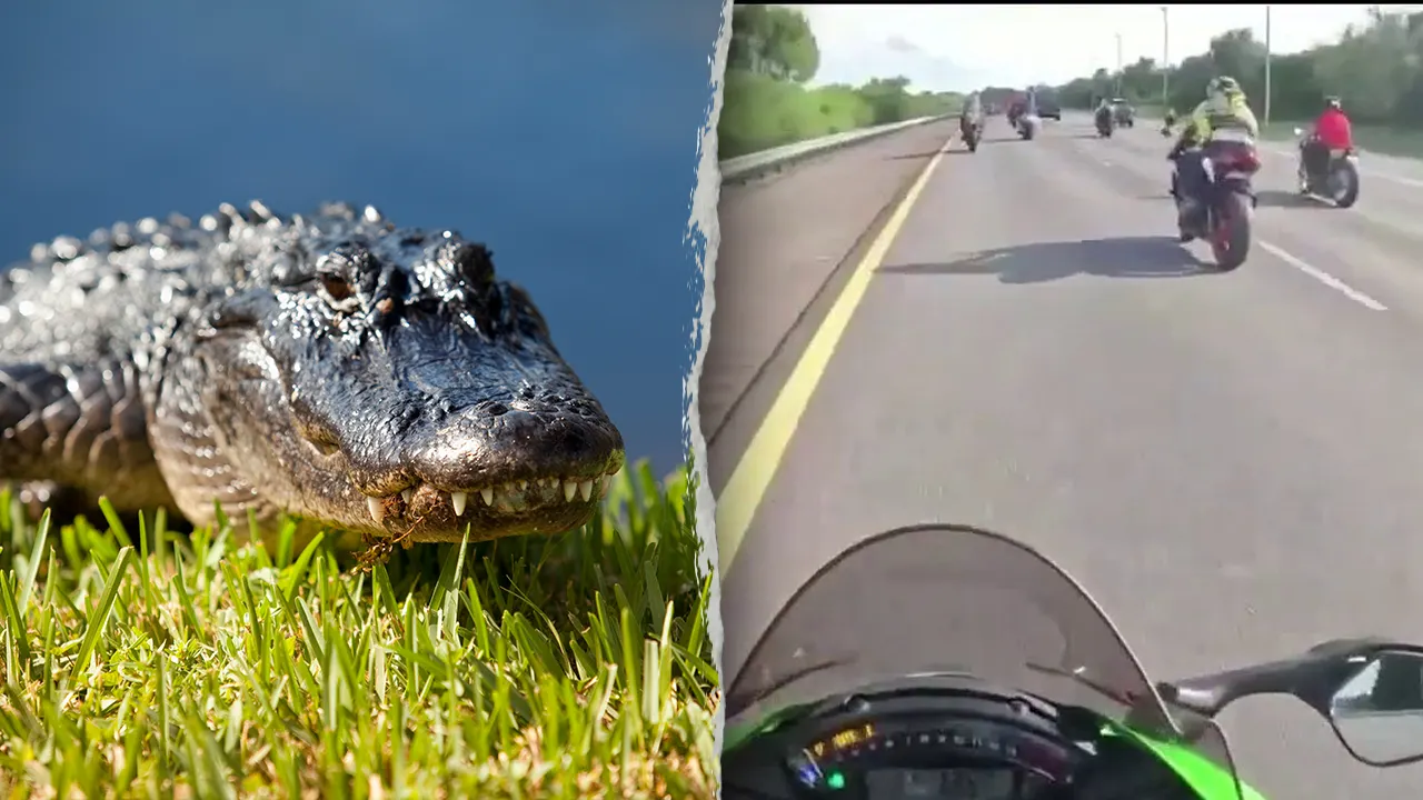 Florida motorcyclists hospitalized after hitting six-foot alligator on highway