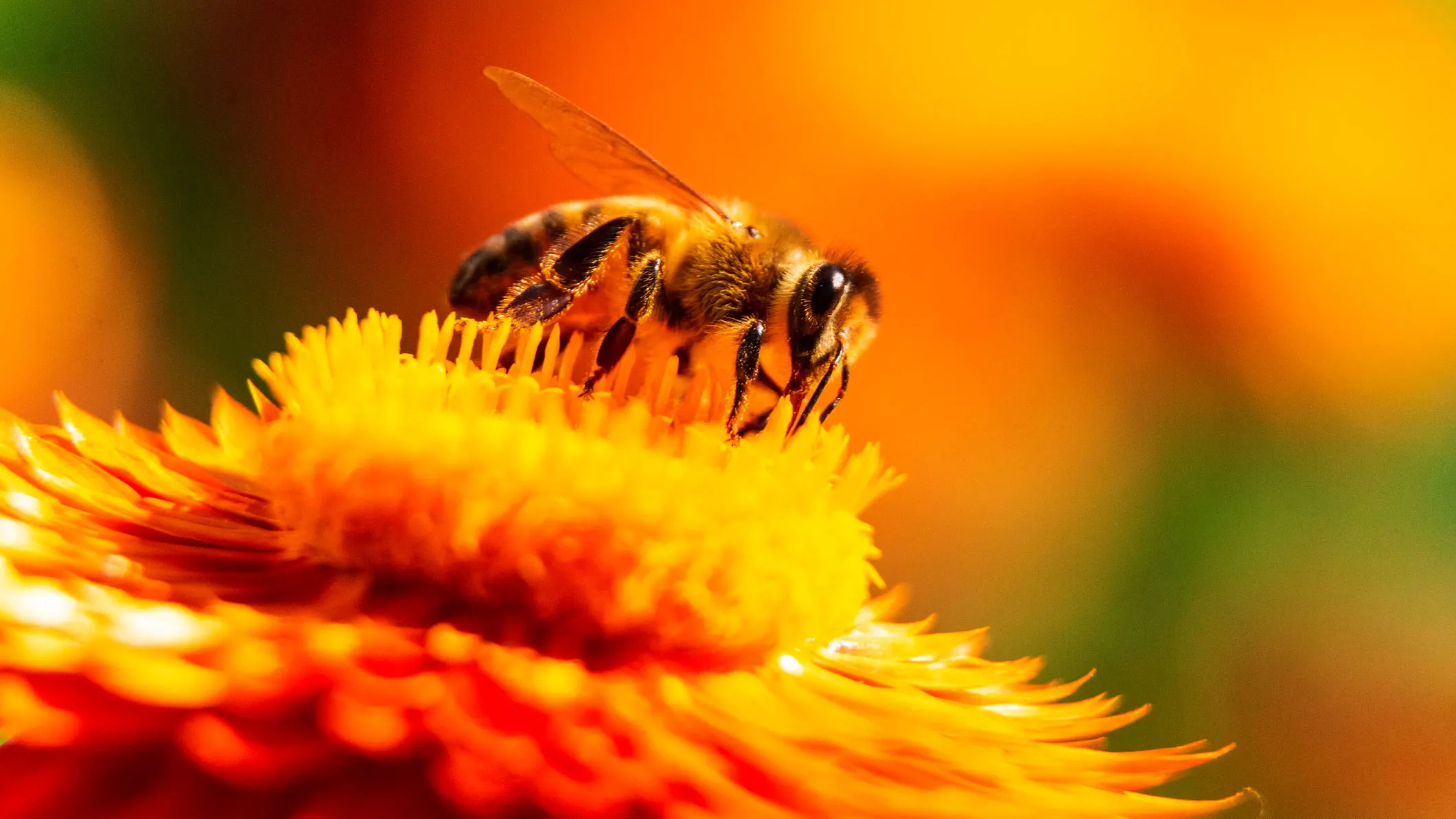 Can swallowing a bee cause a heart attack? Experts comment on rare case