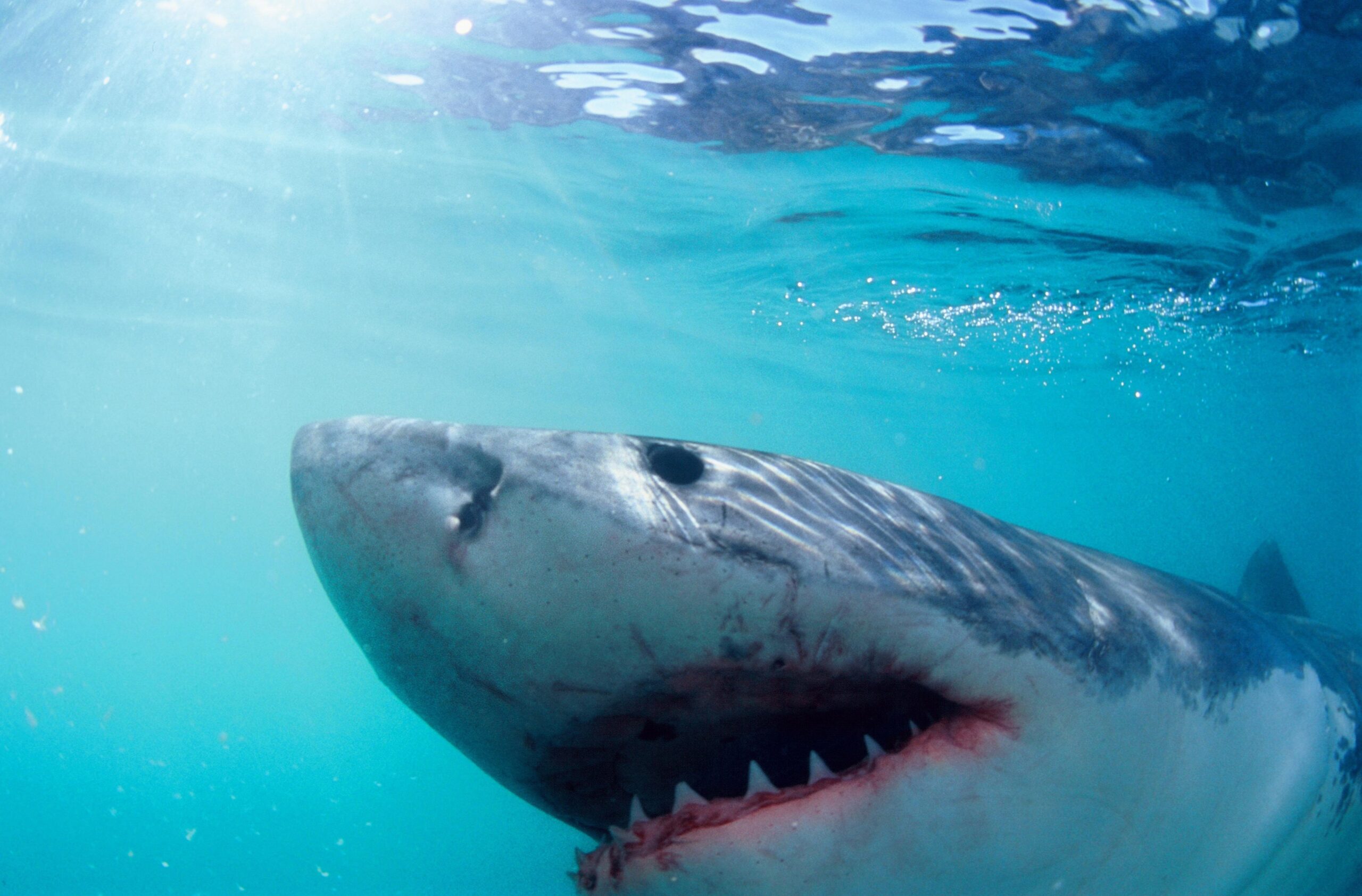 As ‘Jaws’ celebrates 50 years, recent shark attacks fuel age-old fears, plus smart summer tips