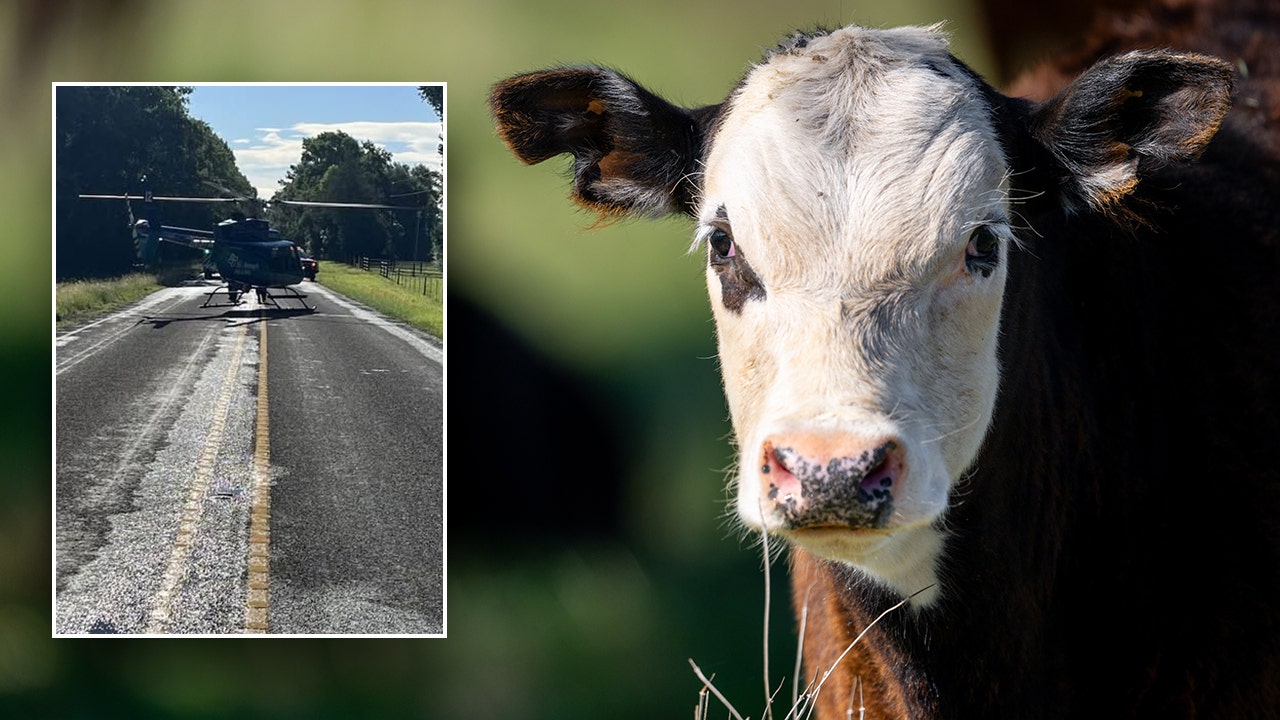 Texas rancher airlifted after attack by ‘unhappy cow’ in Leon County