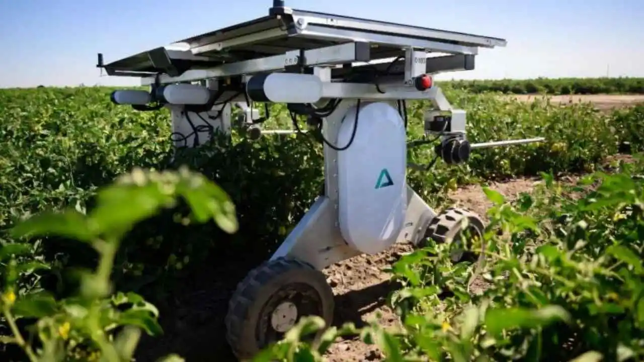 Solar-powered weeding robots offer farmers herbicide-free farming solution