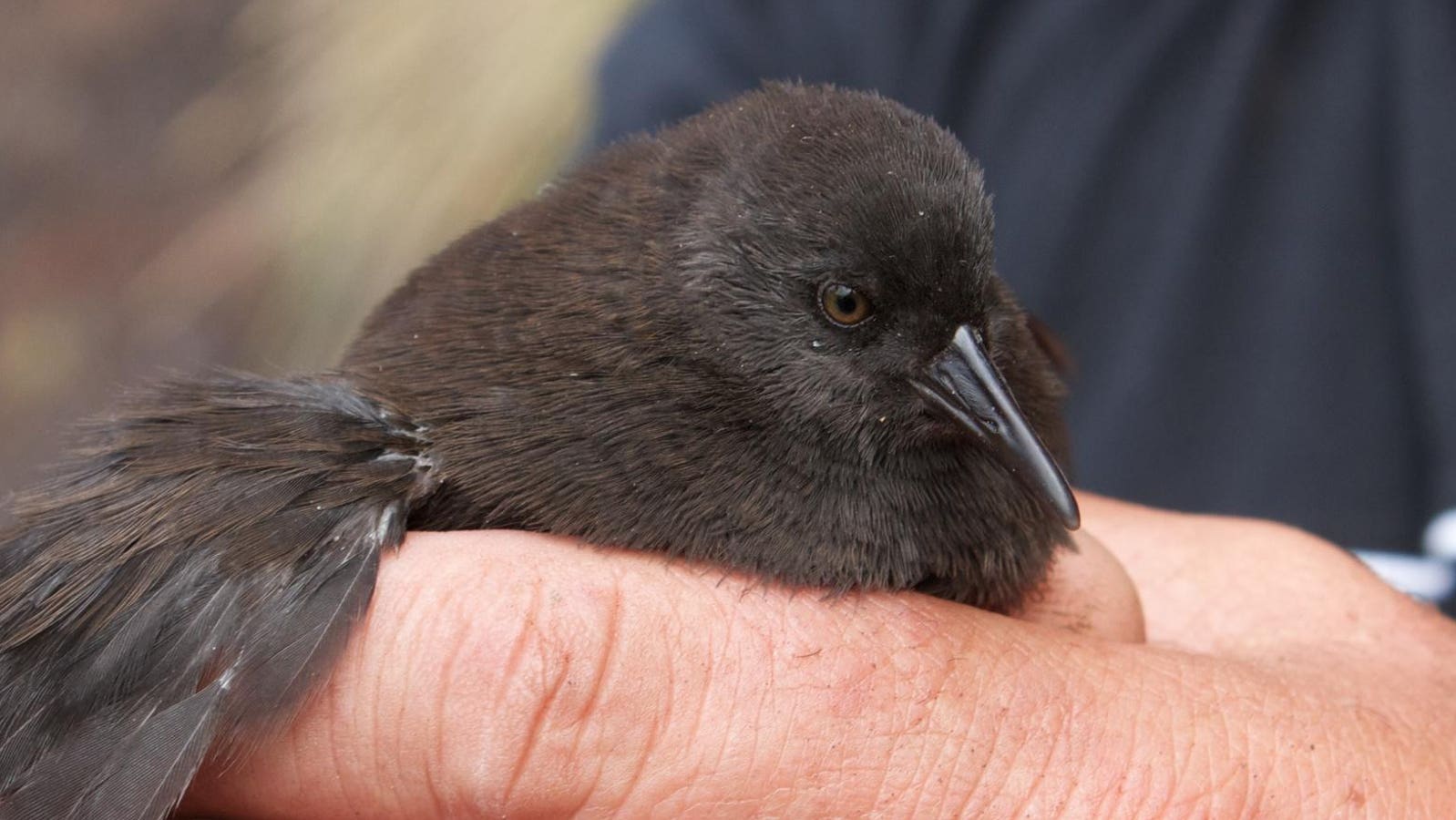 A Biologist Spotlights The Smallest Flightless Bird, Found On Earth’s Only ‘Inaccessible’ Island