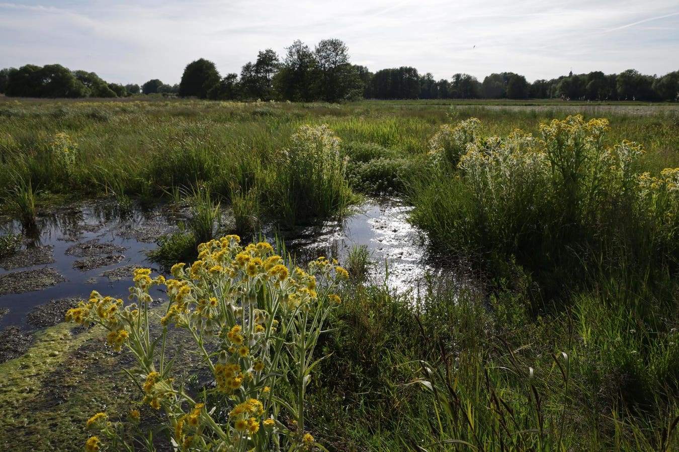 The EU Just Launched A Nature Credits Roadmap: Here’s Why It Matters