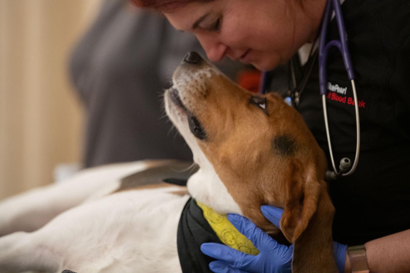 Joint Blood Drive Highlights Need For Pets And People To Donate Blood