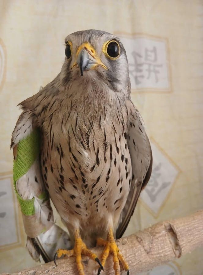 Ukrainians Rescue ‘Heroic’ Falcon, Russian Drone Kills Rare Pelican