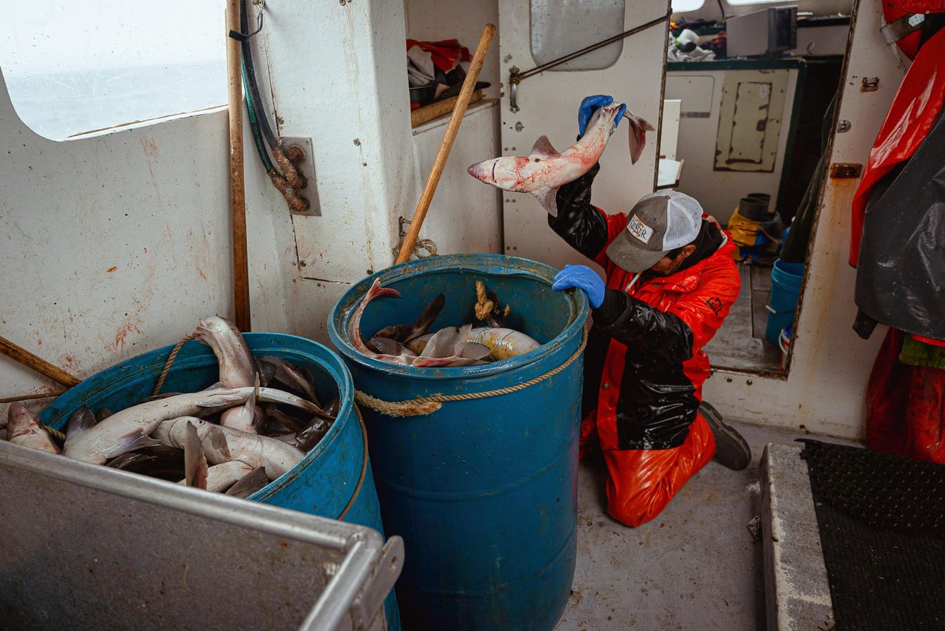 To Save Sharks, We Need Smarter Fishing Rules