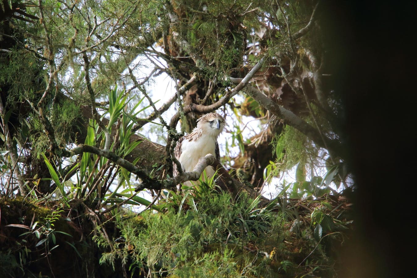 It’s Also The Tallest Of All Eagle Species