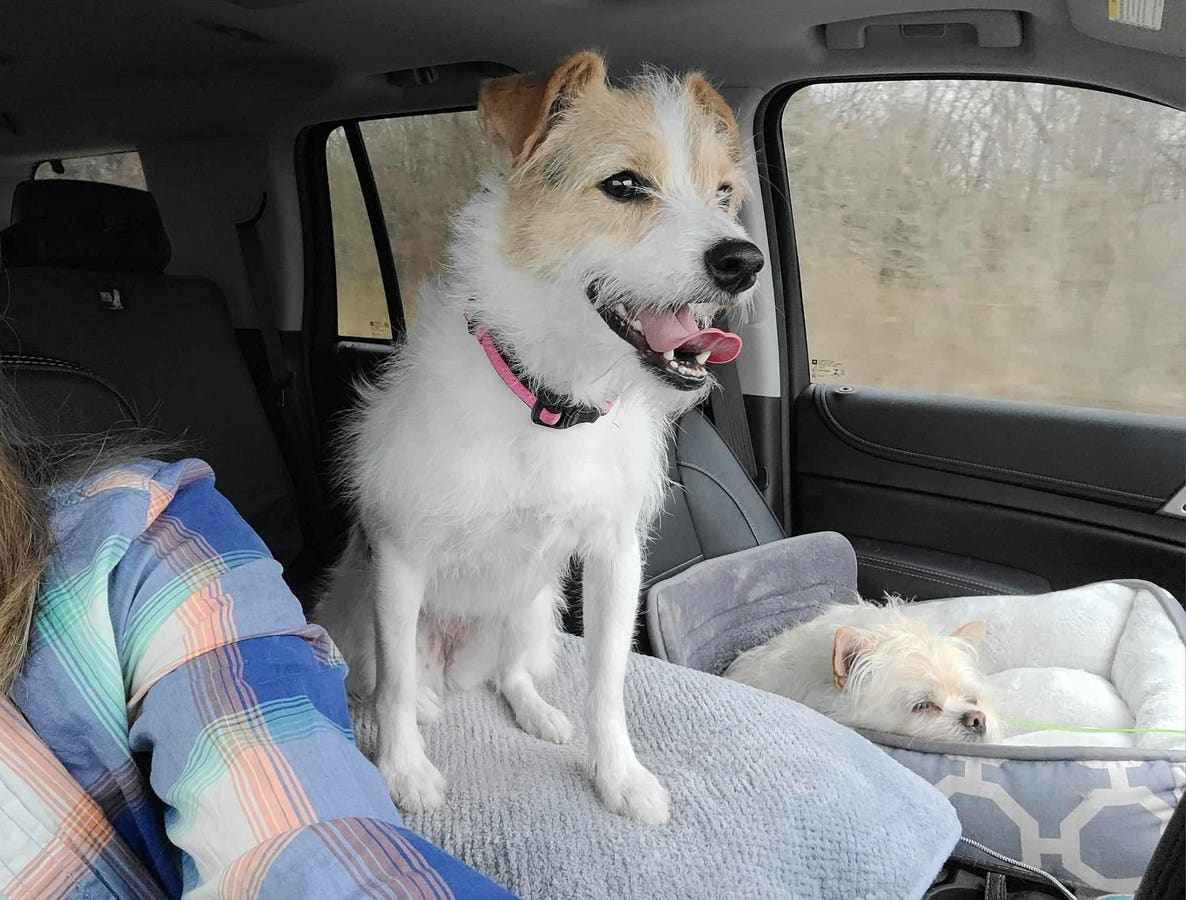 Shelter Dog’s ‘Superman’ Cameo Leads To Adoptions Of Other Super Dogs