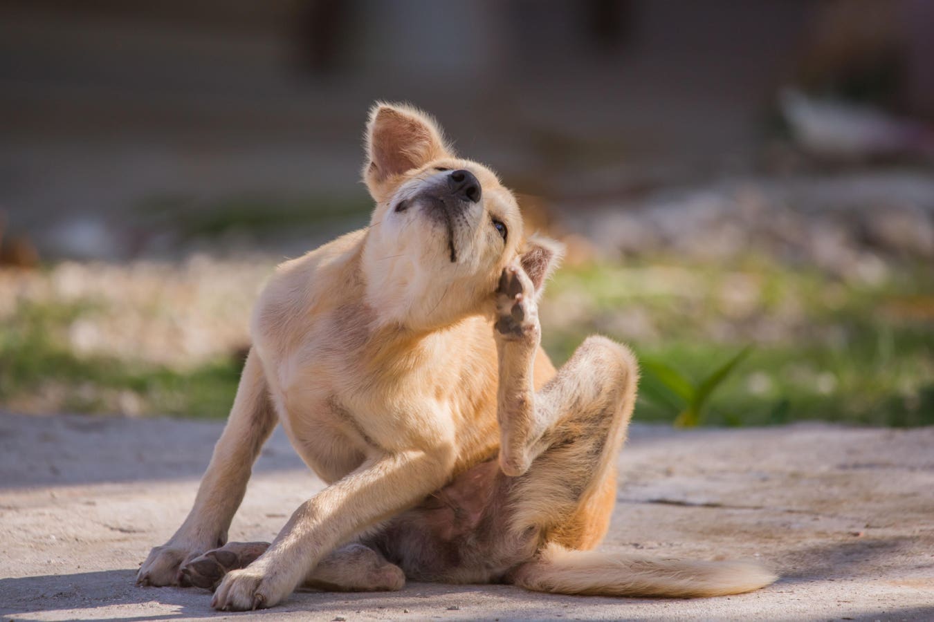 Your Pet’s Topical Flea Treatments Harm Wildlife