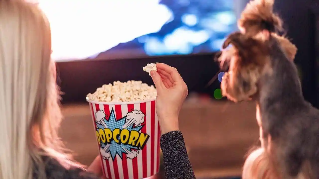 Do dogs really watch TV? Science says yes