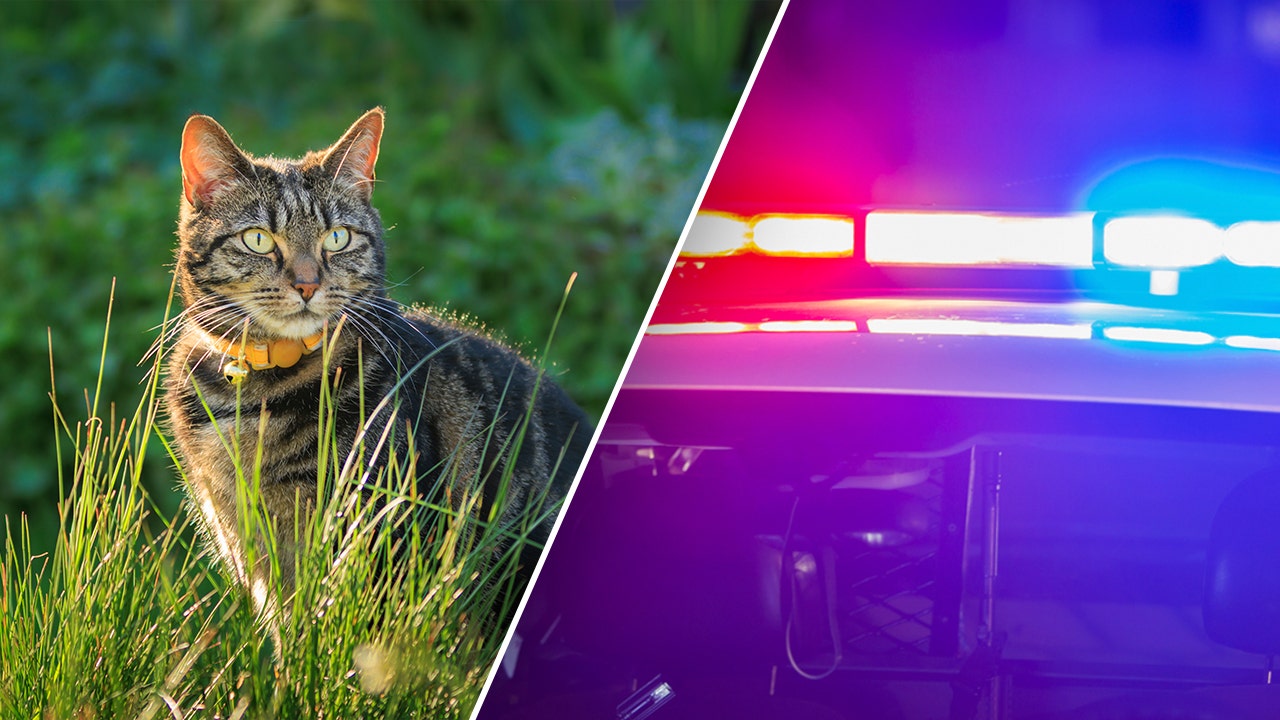 Woman arrested on 93 counts of animal cruelty after 134 cats found in van
