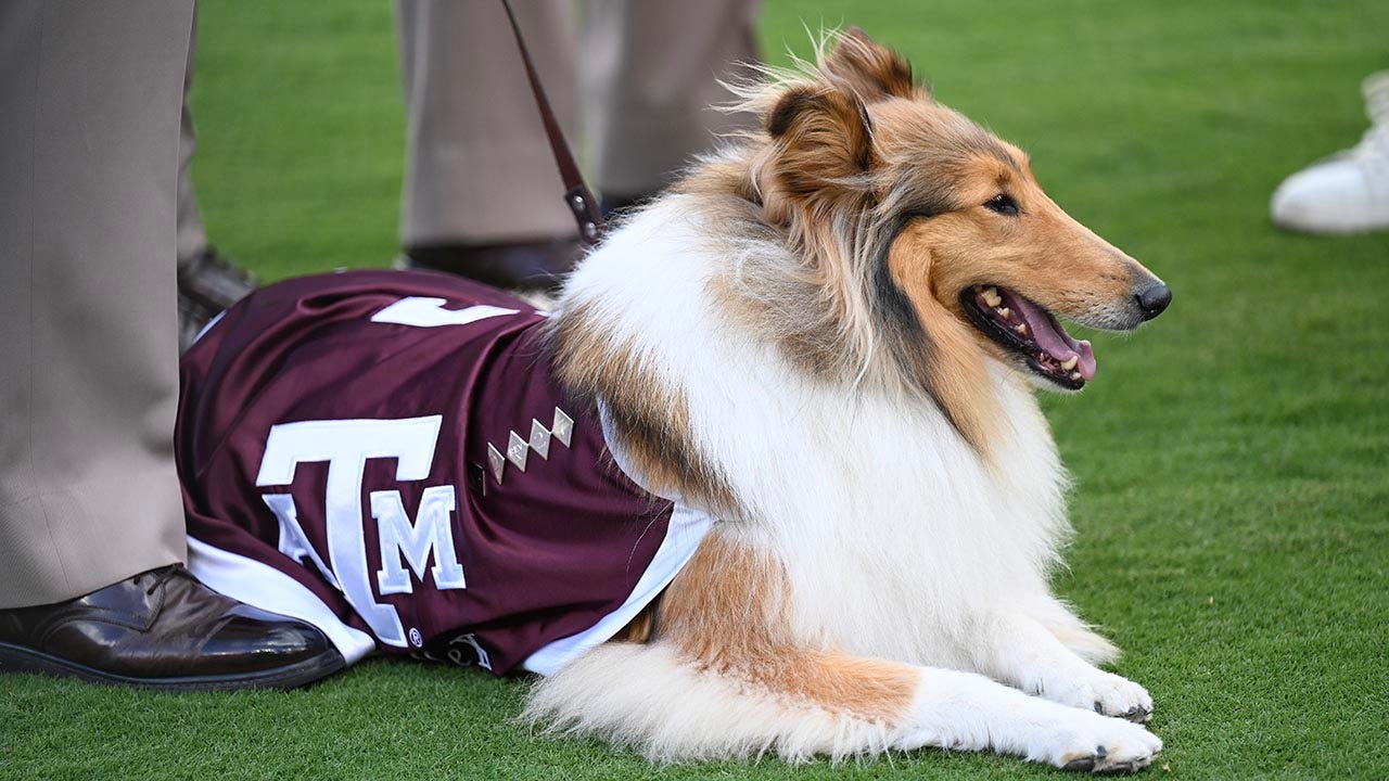Texas A&M announces beloved mascot Reveille X’s eye procedure, recovery plan
