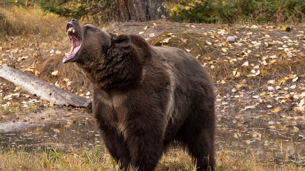 Couple survives grizzly attack by using bear spray