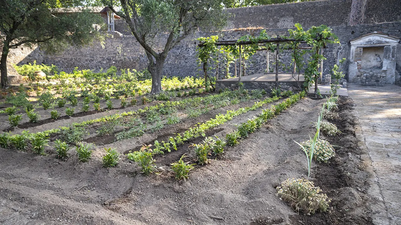 Ancient Pompeii garden has been reconstructed with 800 roses and 1,200 violets
