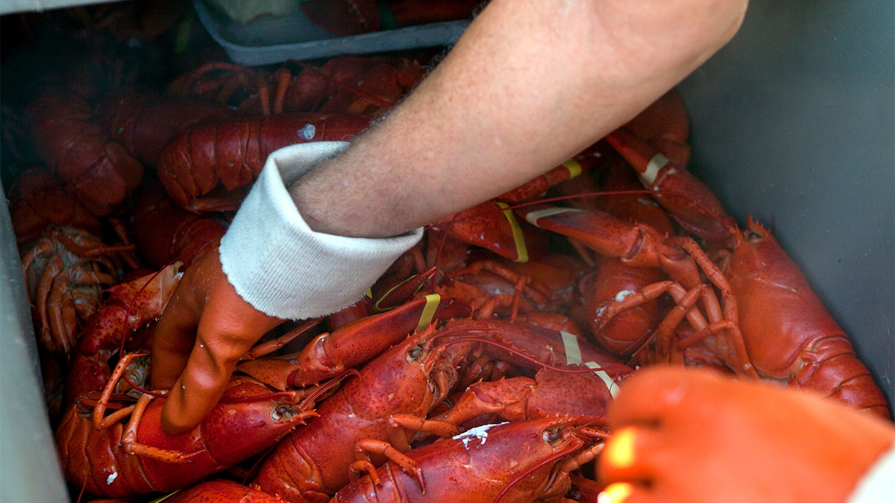 PETA sues Maine Lobster Festival over ‘egregiously cruel’ steaming