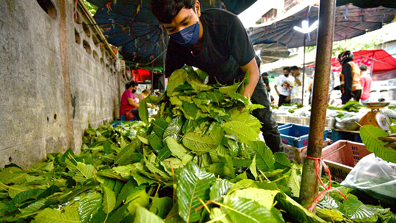 What is kratom? FDA targets dangerous 7-OH products in nationwide crackdown