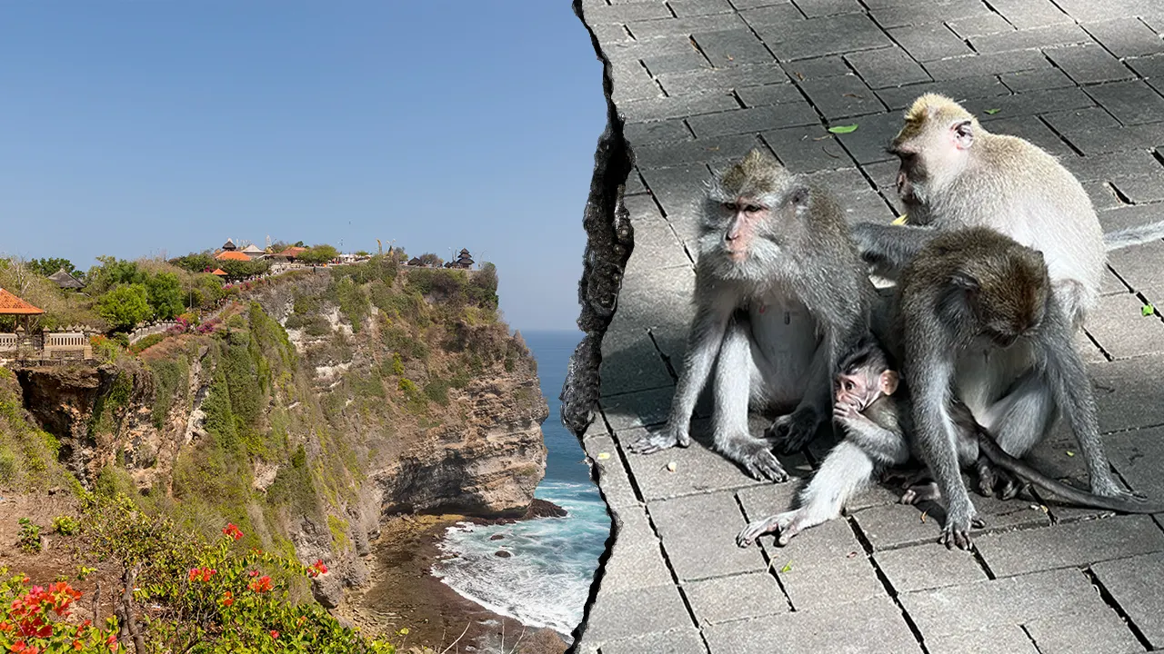Bali monkeys reportedly steal tourists’ valuables in exchange for food rewards