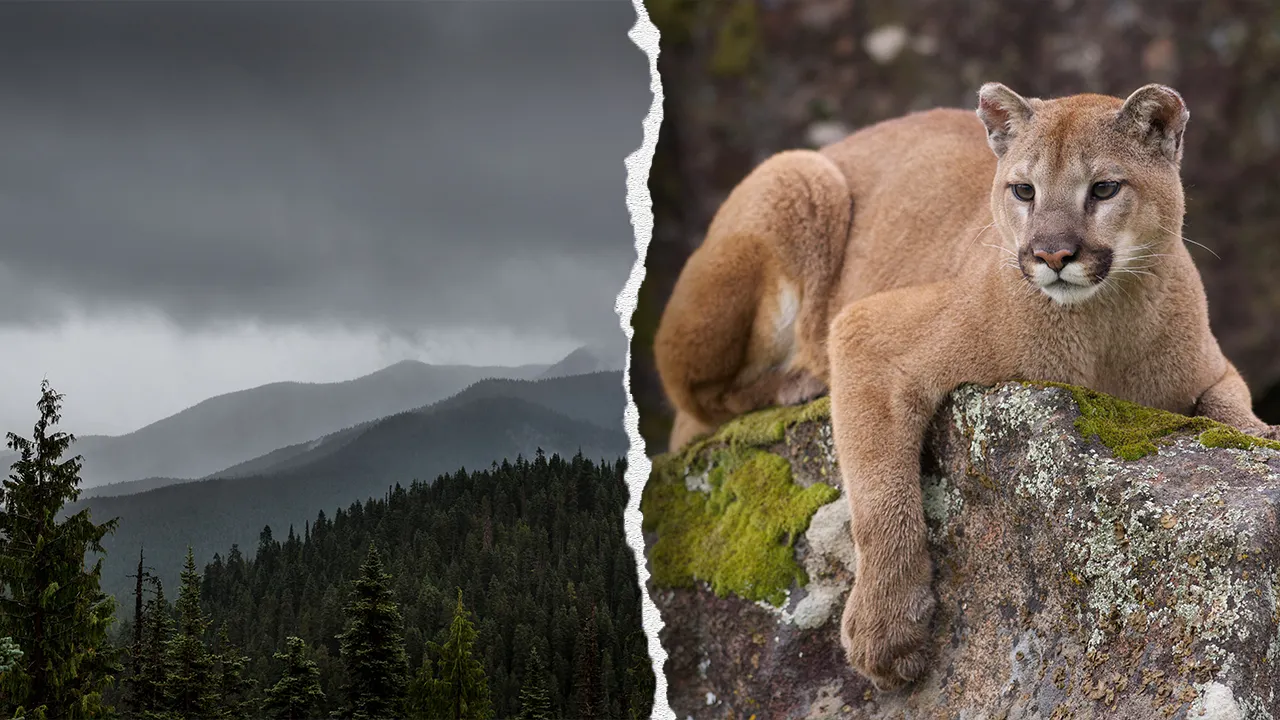 Mountain lion attacks 4-year-old at Olympic National Park in Washington
