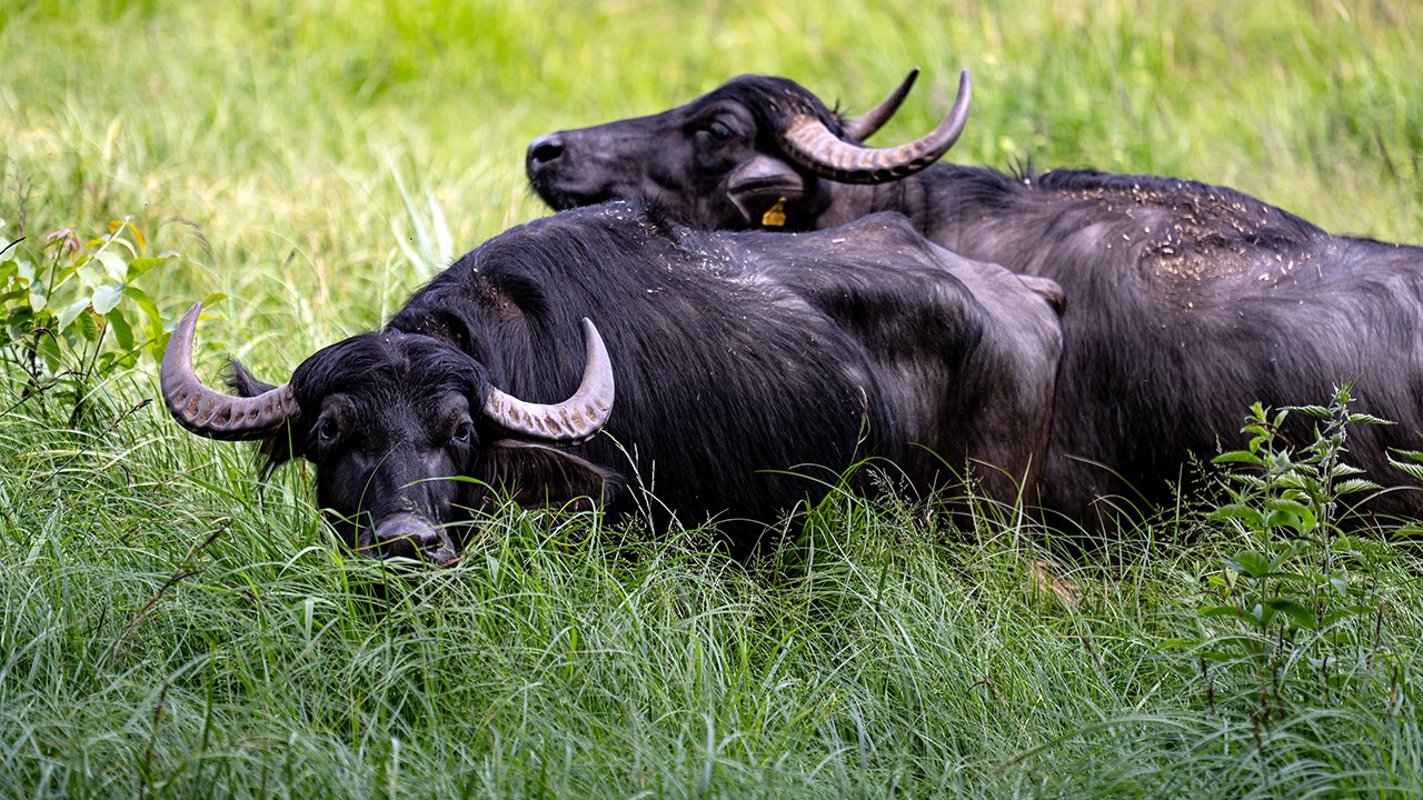 Oklahoma farmer killed by water buffaloes purchased day before attack