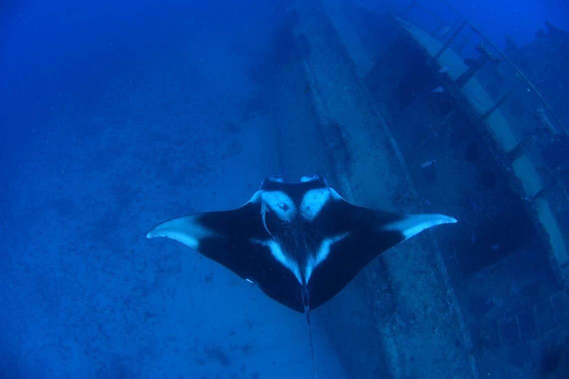 The Manta Ray That Eluded Science For 15 Years