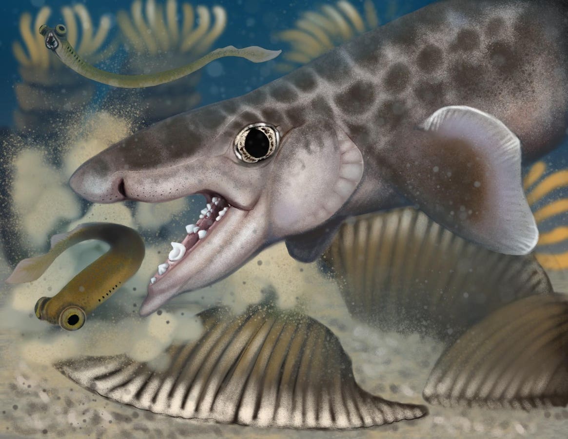 Mammoth Cave Yields Fifth New Shark Species In Fossil Record