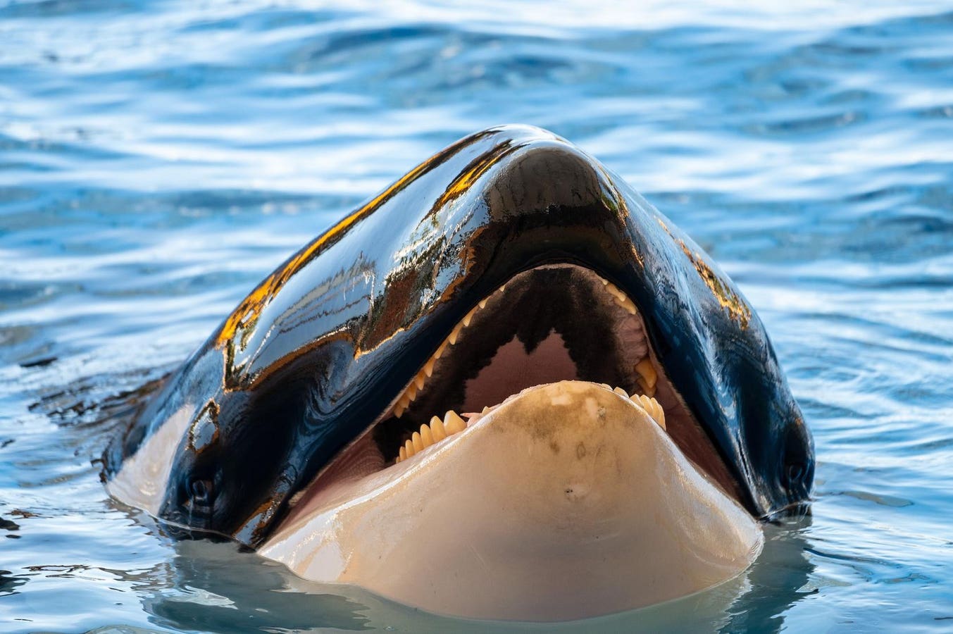 The Jessica Radcliffe Orca Attack Video Is Fake, But Why Is It Even On TikTok?