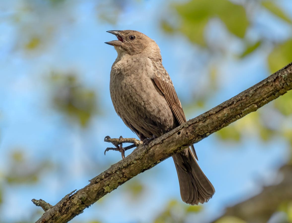 Young Cowbirds Look To Adult Females For Proper Social Development