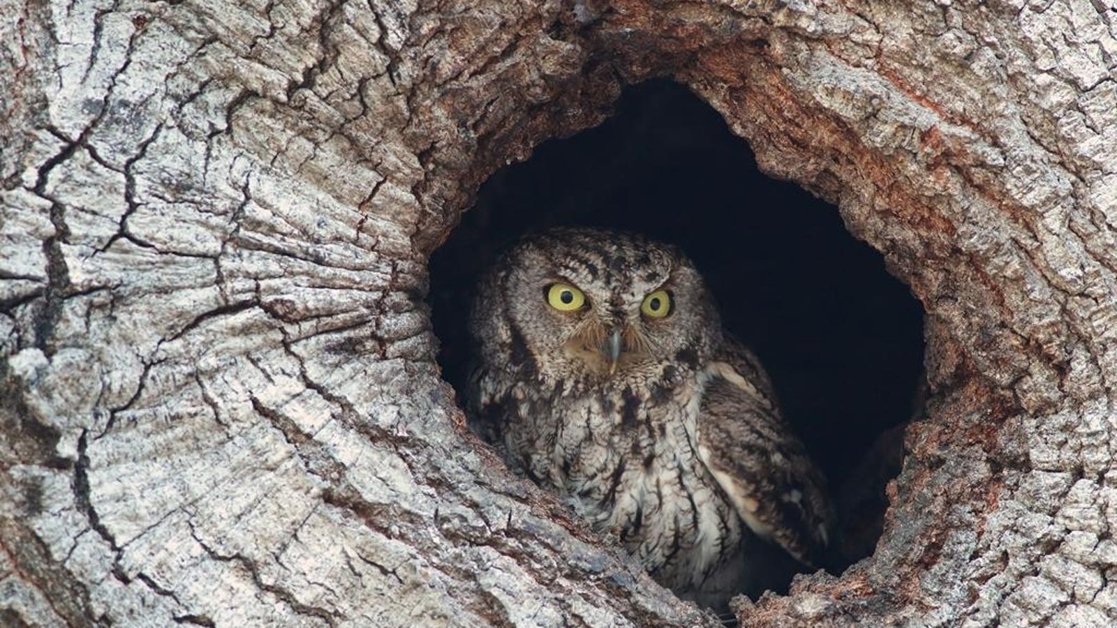 The Hidden Dangers To Birds And Wildlife Posed By Death Pipes