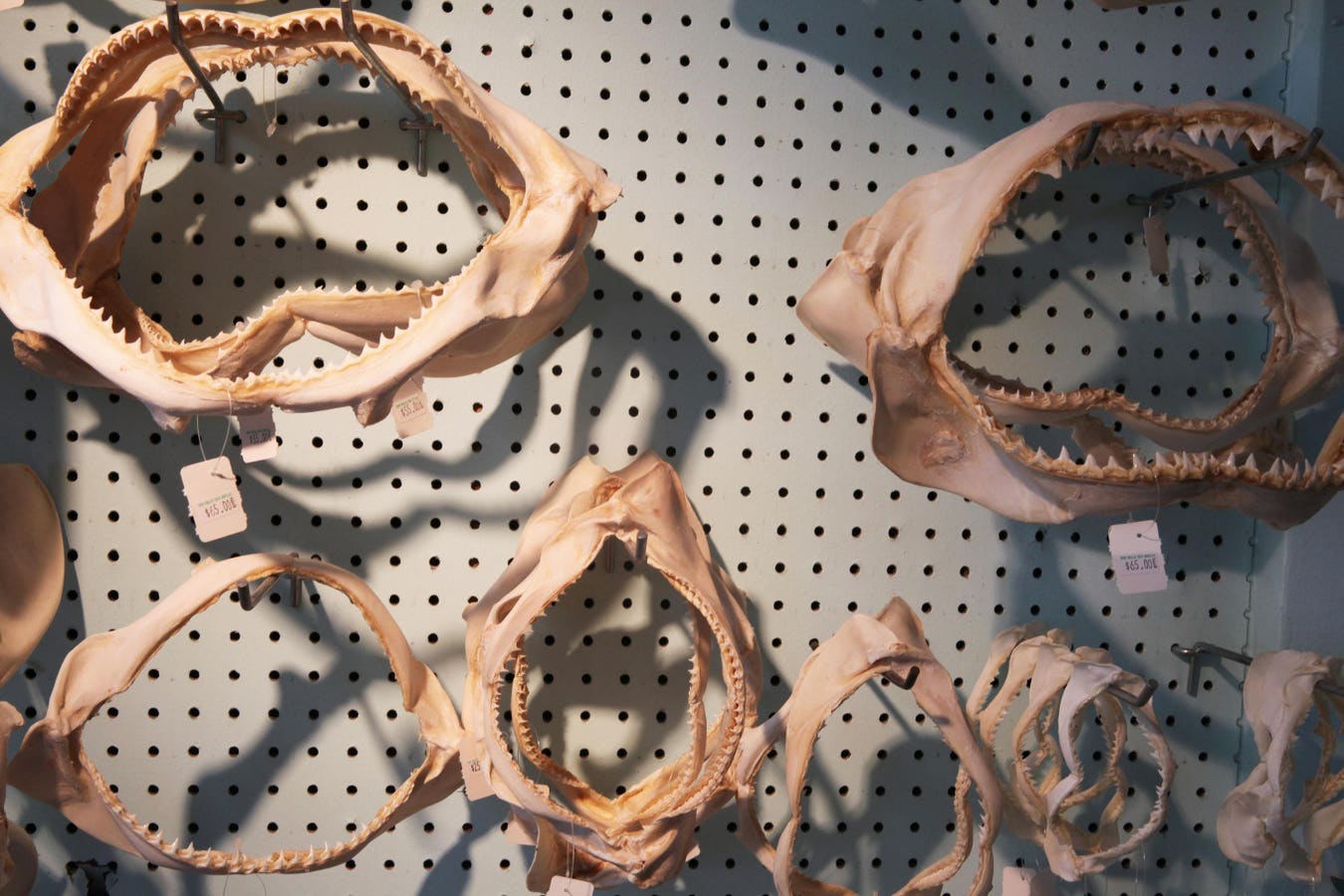 Wildlife Trafficking Goes Digital And Conservationists Are Racing To Catch Up