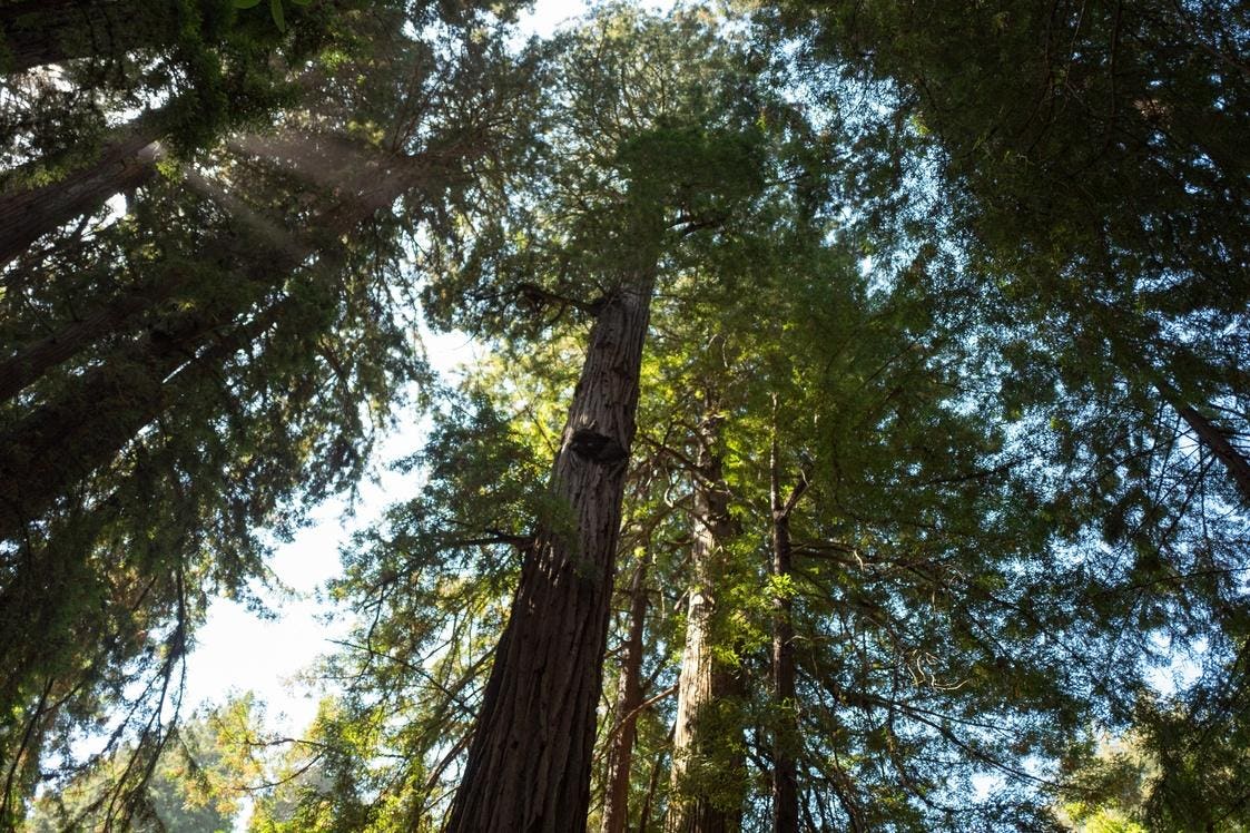 Most Americans Believe Trees Benefit Mental Wellbeing, Survey Finds