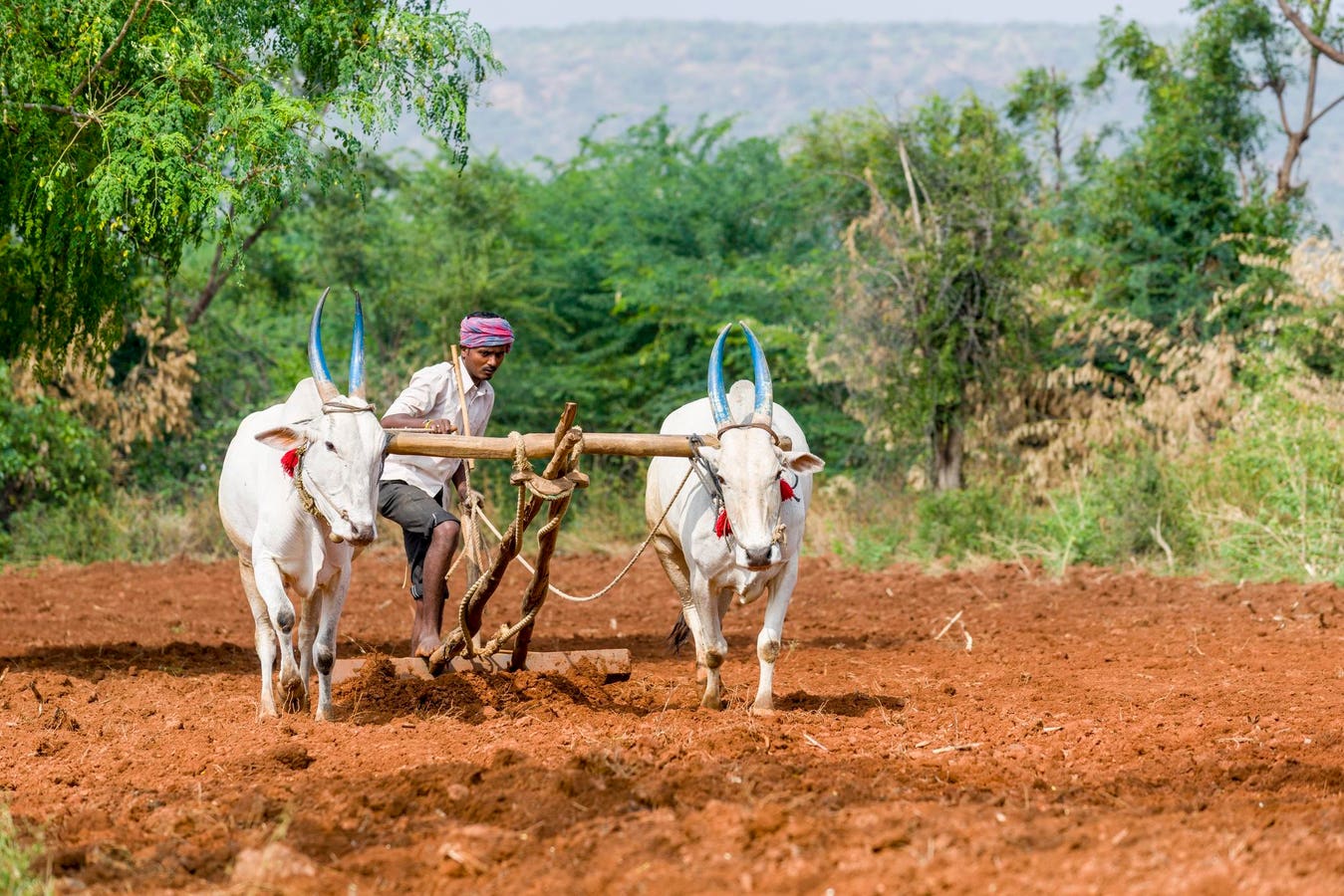 “One Health” Is The New Global Policy Framework