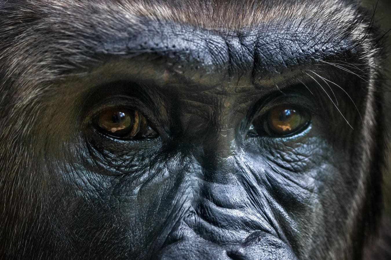 Why Evolution Will Work Against Interstellar Civilizations